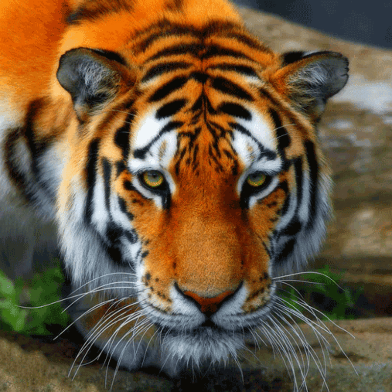 Crystal card kit A40 the tiger 18x18cm