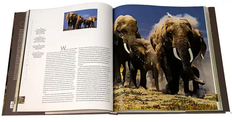 Olifant WNF