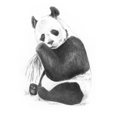 Sketching made easy Panda